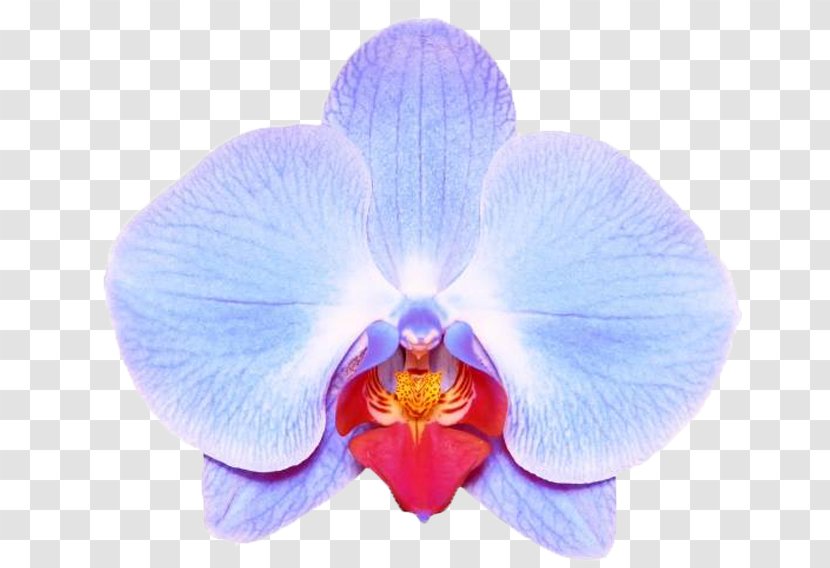 Moth Orchids Stock Photography Stock.xchng IStock - Flowering Plant - Green Transparent PNG