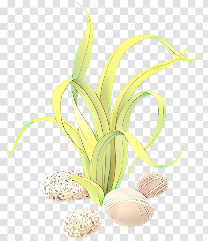 Clip Art Seaweed Free Content - Terrestrial Plant - Flower Transparent PNG