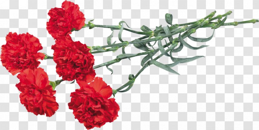 Ohio Carnation Flower Clip Art - Floral Design - Gazania Transparent PNG