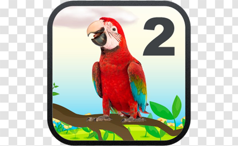 Macaw Beak Fauna Loriini - Lorikeet - Amazon Parrot Transparent PNG