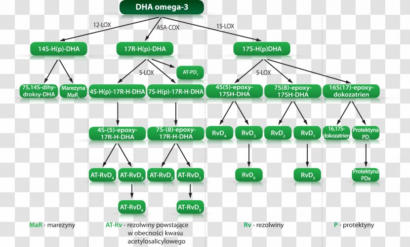 Arachidonic Acid Omega-3 Fatty Prostaglandin Omega-6 Eicosapentaenoic - Prostaglandinendoperoxide Synthase 2 - Rob Van Dam Transparent PNG