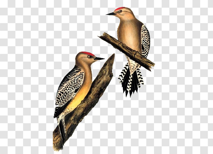 Woodpeckers Of The World Gila Woodpecker White Bird Stock Photography - Wing Transparent PNG