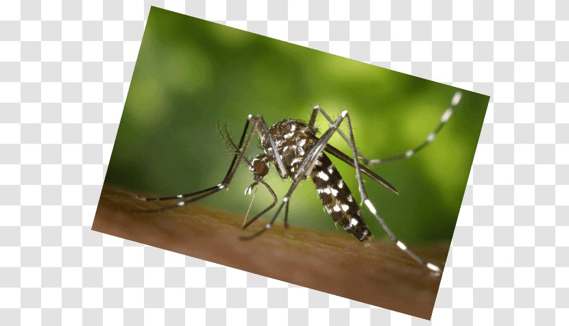 Velilla De San Antonio Mosquito Insect Bus West Nile Virus - Yellowstone National Park - Protection Transparent PNG