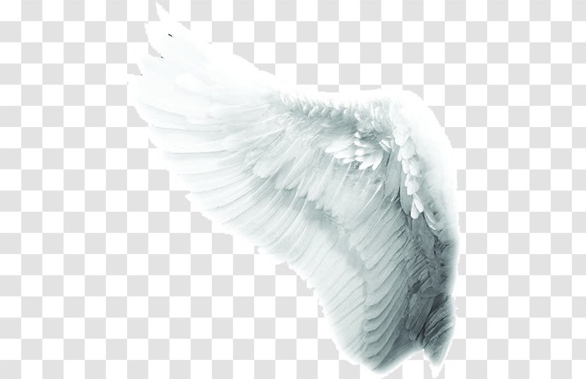 Time To Meet The Angels Mariology Of Catholic Church Co-Redemptrix - Jesus - White Angel Wings Transparent PNG