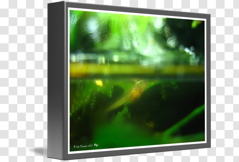 Television Set LCD Computer Monitors LED-backlit - Video Transparent PNG