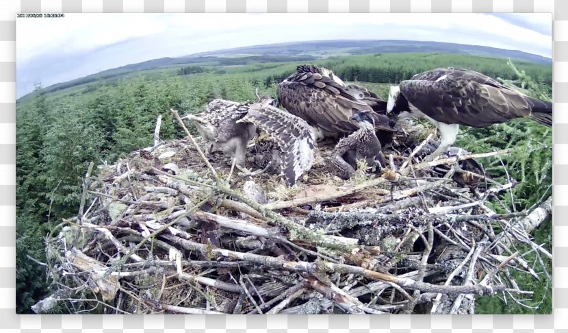 Bird Of Prey Nest Fauna NEST+m Transparent PNG