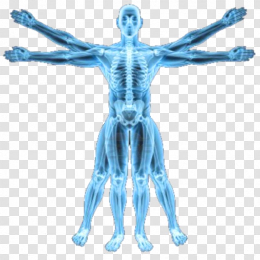 Biomechanics Human Body Homo Sapiens Anatomy Biological System - Frame - Watercolor Transparent PNG