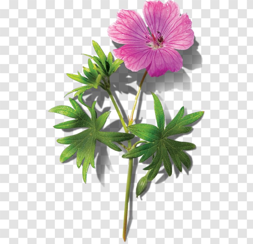 Flower Bouquet Pink - Plant Stem - Of Flowers Transparent PNG