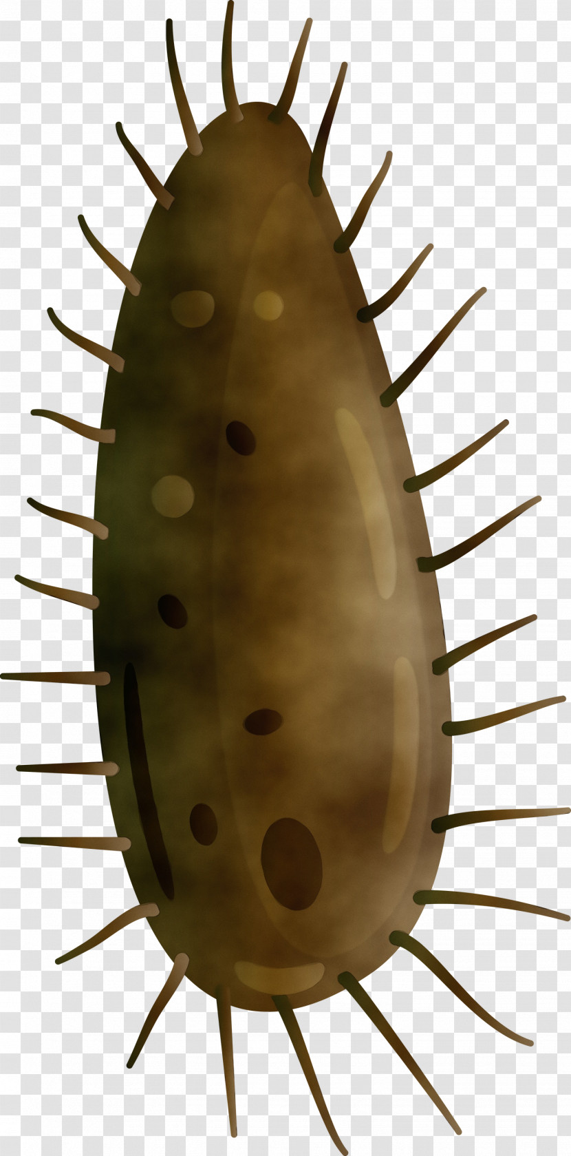 Cactus Transparent PNG