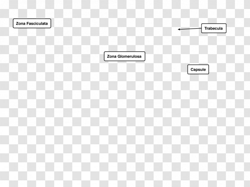 Screenshot Line Angle - Document - Endocrine System Transparent PNG