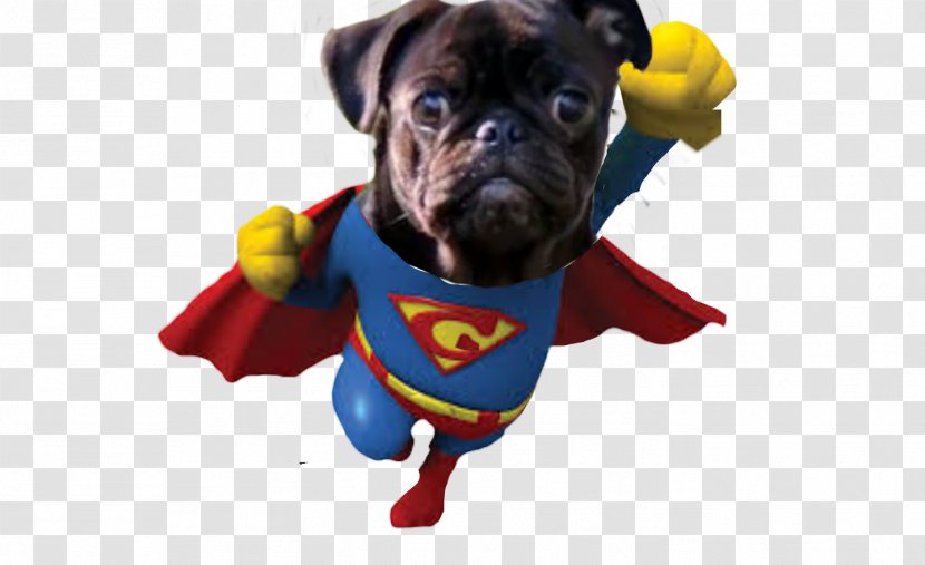 Pug Dog Breed Management Superhero - Puppy - Pugs Transparent PNG