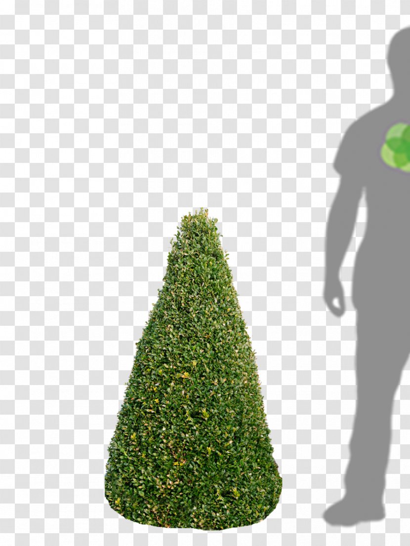 Fir Spruce Christmas Tree Evergreen - Grass Transparent PNG