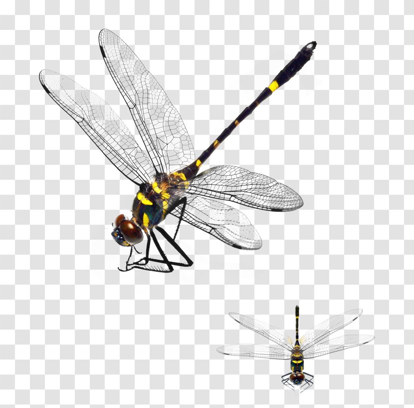 Dragonfly Download App Store - Membrane Winged Insect Transparent PNG
