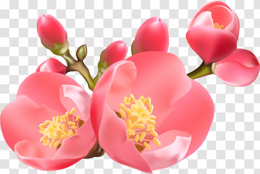Clip Art - Photography - Blossoms Transparent PNG