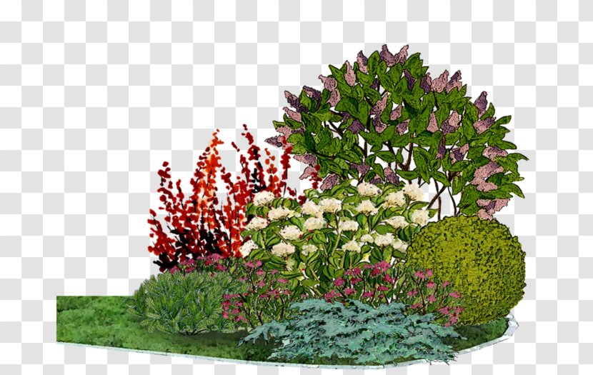 Flower Garden Arborvitae Barberry Conifers - Landscape Design Transparent PNG