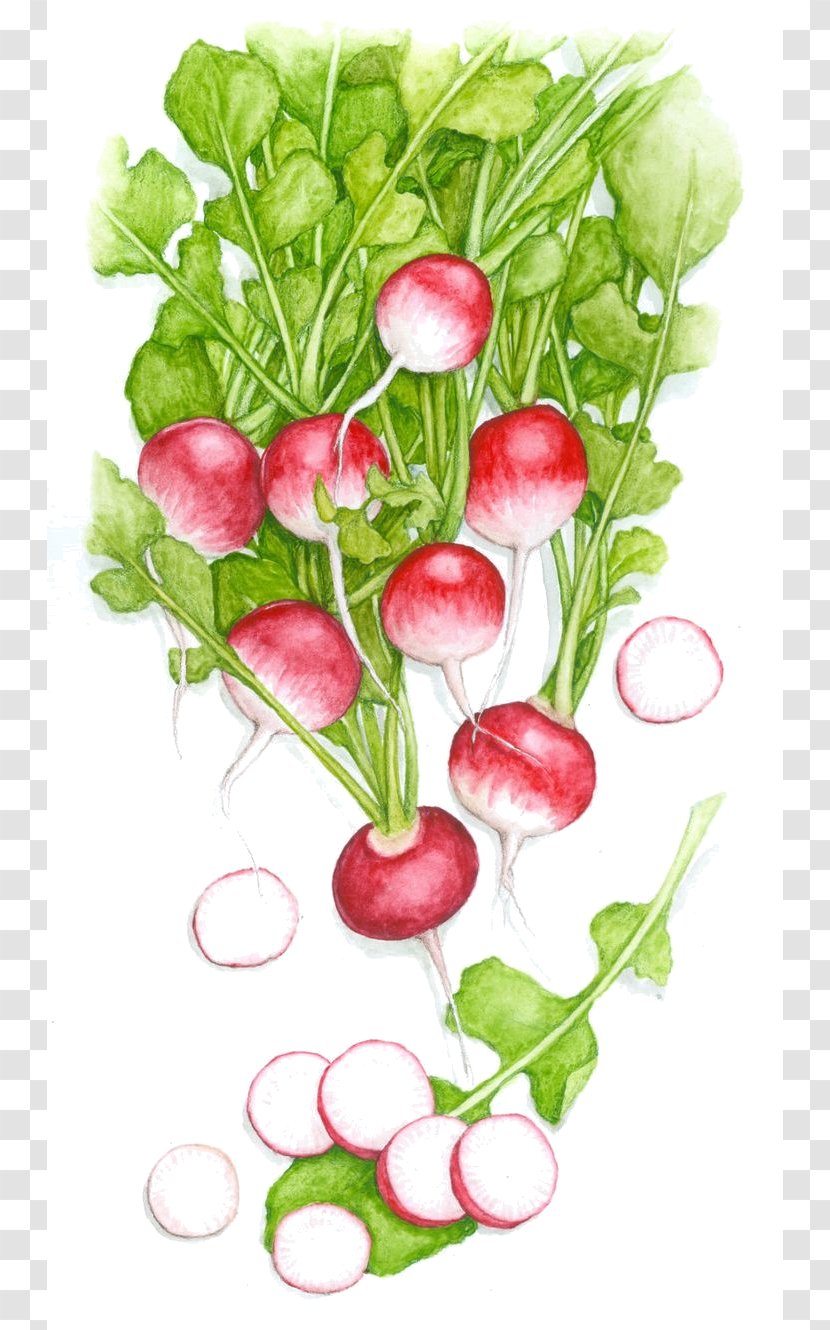 Image Drawing Vegetable Raphanus Raphanistrum Subsp. Sativus - Daikon Transparent PNG