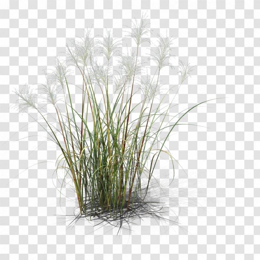 Herbaceous Plant Common Reed Grass 3D Computer Graphics Design - 3d Modeling - Miscanthus Herbe Transparent PNG