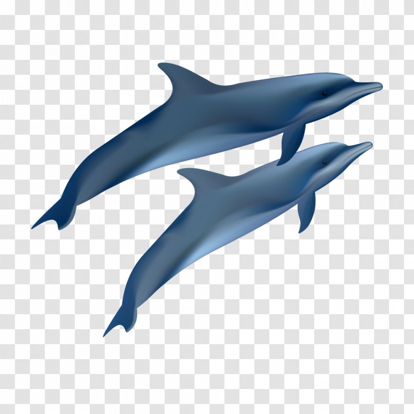 Euclidean Vector Photography Oceanic Dolphin Illustration - Marine Biology - Dark Blue Transparent PNG