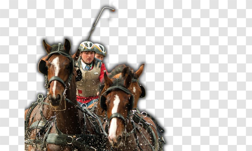 Horse Harnesses Chariot Harness Racing Transparent PNG