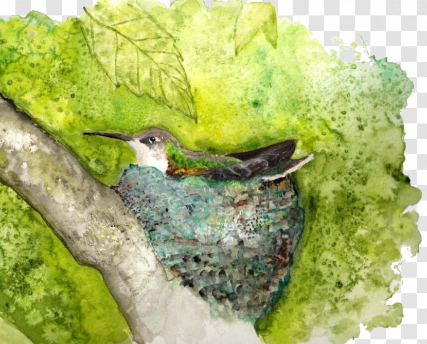 Beak Fauna - Hummingbird Watercolor Transparent PNG