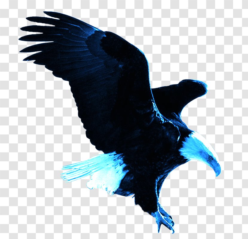 Bald Eagle Eastern Imperial Wallpaper - Elements Transparent PNG