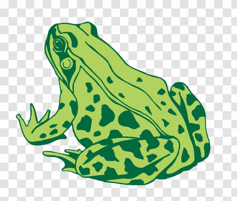 Toad Frog Euclidean Vector - Vertebrate - Material Predator Transparent PNG