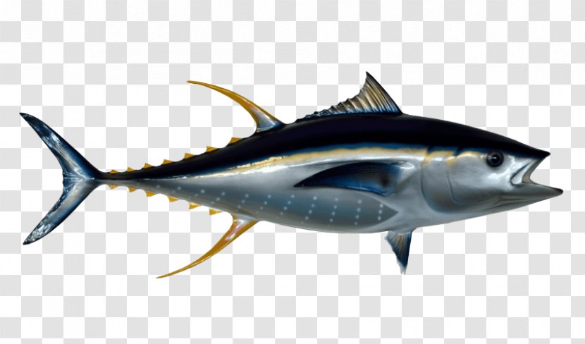 Clip Art Fish Transparency True Tunas - Shark Transparent PNG