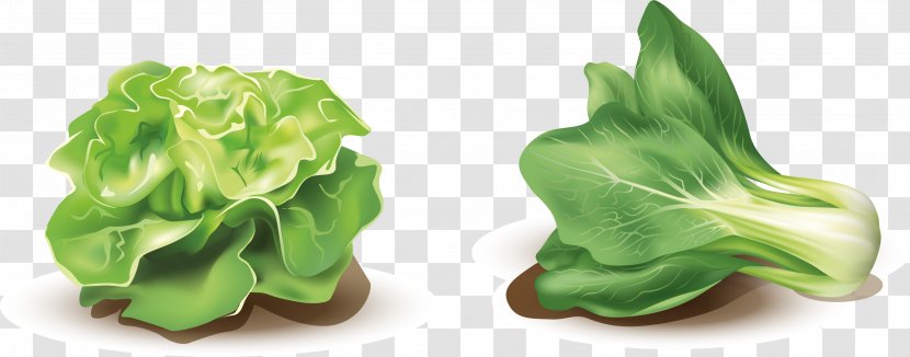 Lettuce Vegetable - Flower - Vector Painted Vegetables Transparent PNG