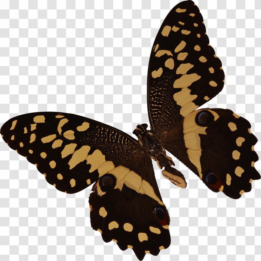 Butterfly Insect Cat Clip Art - Moths And Butterflies Transparent PNG