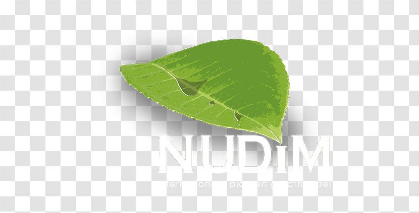 Nudim Plants Houseplant Leaf Flower - Green - How Desert Rose Bonsai Transparent PNG