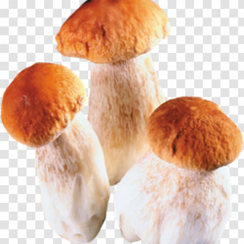 Edible Mushroom Fungus Boletus Edulis - Medicinal Transparent PNG