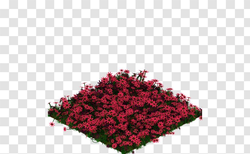Flower Annual Plant Shrub Groundcover Pink M - Magenta Transparent PNG