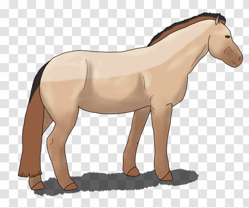 Mane Mustang Pony Foal Stallion Transparent PNG