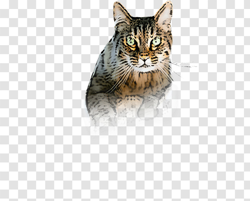 Cat Small To Medium-sized Cats Whiskers European Shorthair American Wirehair Transparent PNG