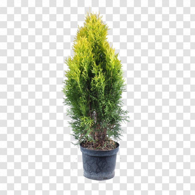 English Yew Arborvitae Plant Pine Larch - Taxus Baccata Transparent PNG