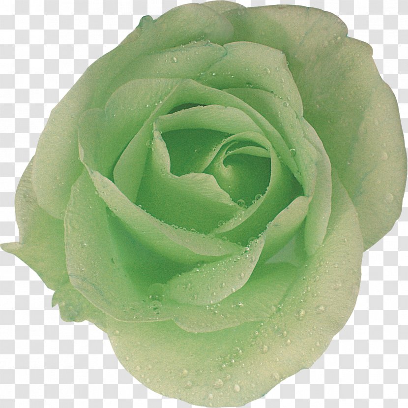 Garden Roses Cabbage Rose Cut Flowers Petal - Family - Green And Blue Transparent PNG