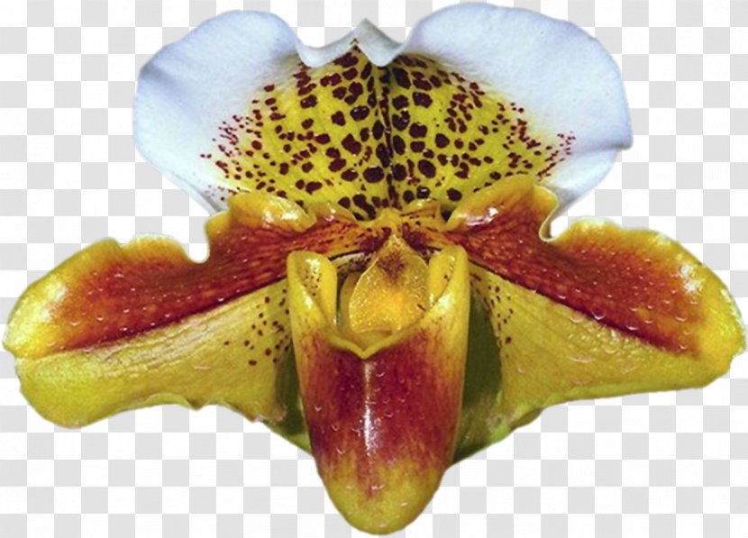 Moth Orchids Psd Flower - Petal - Orchid Transparent PNG