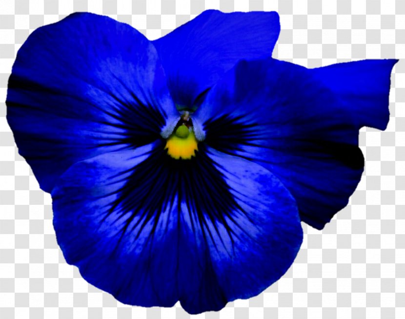 Pansy Flower Blue Violet Petal - Rose Transparent PNG