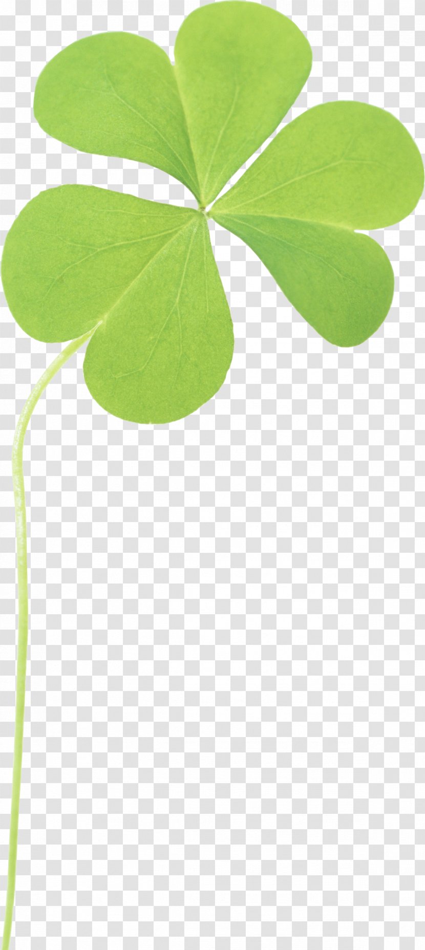 Four-leaf Clover Clip Art - Leaf - Image Transparent PNG