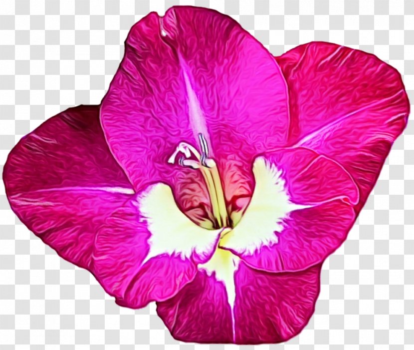 Flower Flowering Plant Petal Pink Purple - Hibiscus Morning Glory Transparent PNG