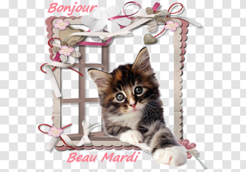 Kitten Cat Whiskers Photography Desktop Wallpaper - Video Transparent PNG