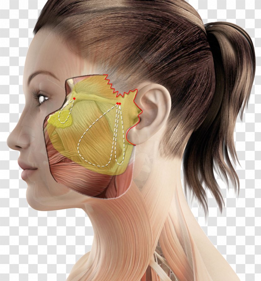 Muscle Neck Muscular System Woman Shoulder - Nose Transparent PNG
