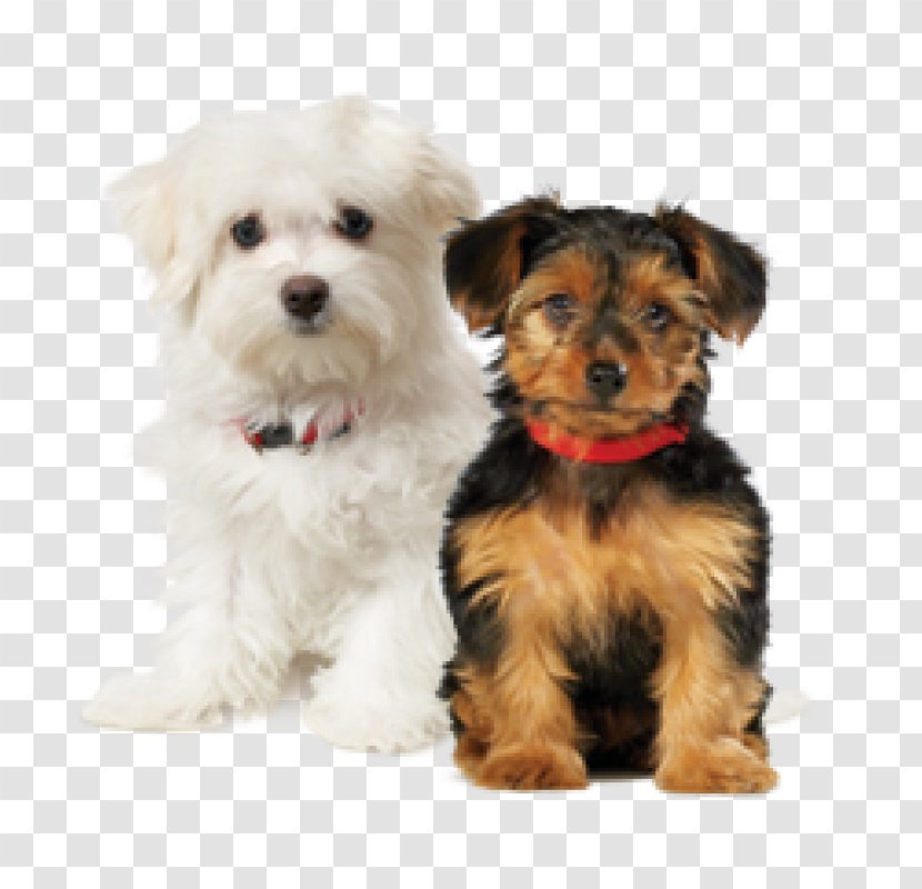 Lhasa Apso Puppy Yorkshire Terrier Cat Toy Dog - Like Mammal - Tzu Transparent PNG