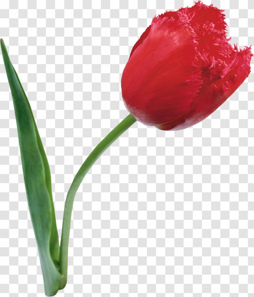 Tulip Cut Flowers Daffodil - Bud Transparent PNG