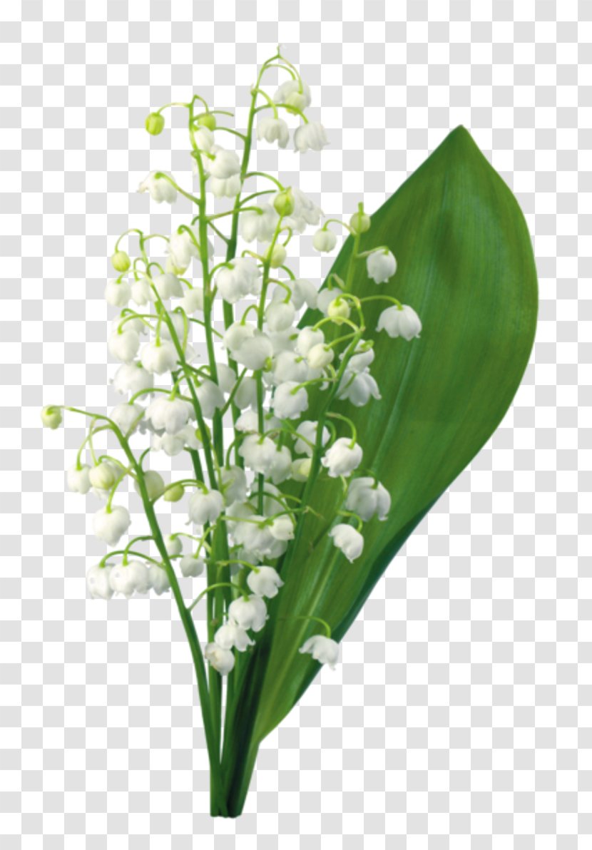 Lily Of The Valley May 1 Symbol - Floristry - Gypsophila Transparent PNG