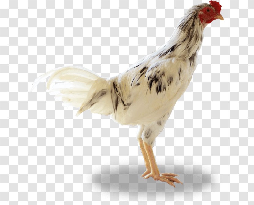 Rooster Ayam Kampong Broiler Sentul City, Indonesia Sumber Unggas - Livestock - Bird Transparent PNG