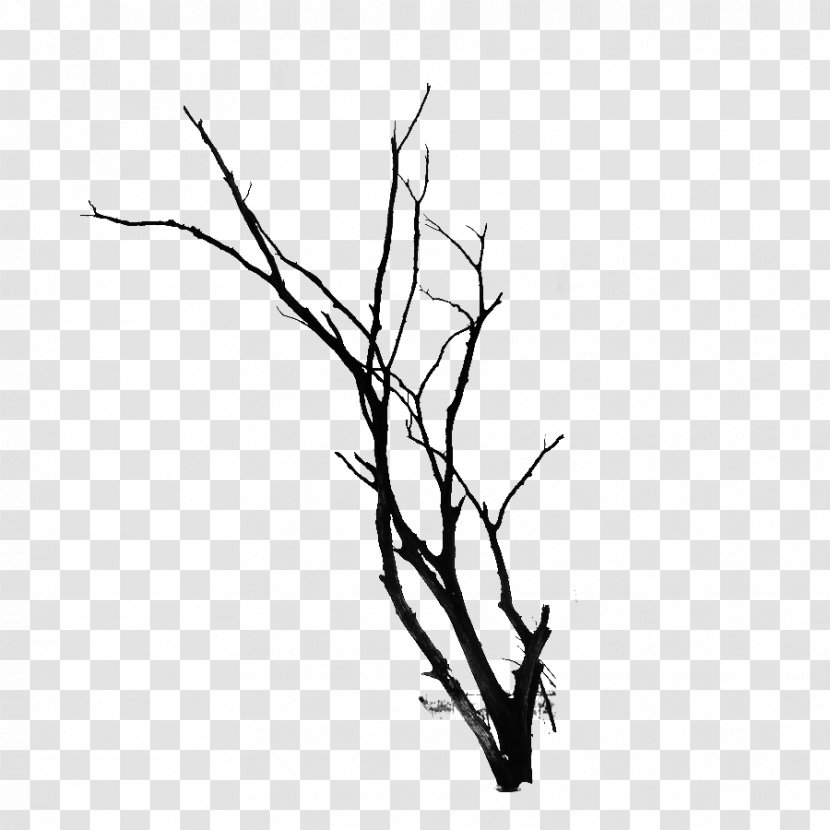 Twig Branch Tree - Illustration - Kudo Old Trees Transparent PNG