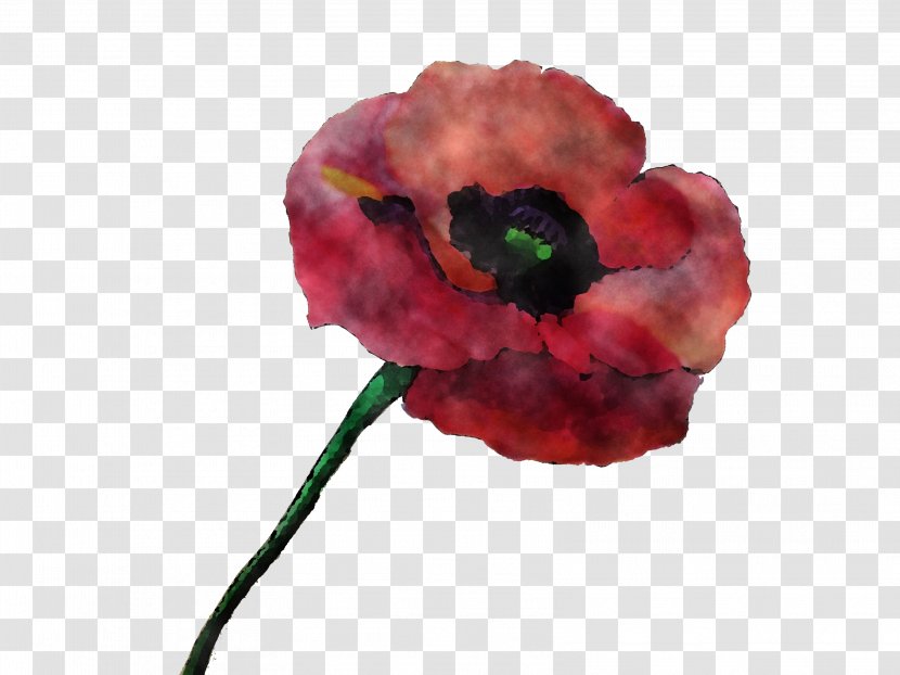 Flower Red Petal Poppy Plant - Pink - Corn Coquelicot Transparent PNG