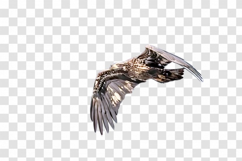 Feather - Bird Of Prey - Metal Transparent PNG