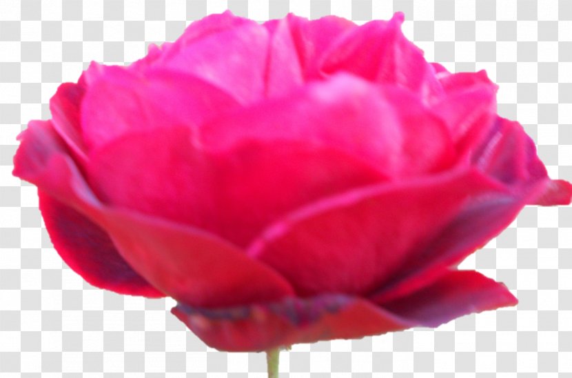 Garden Roses Cabbage Rose China Floribunda Carnation - Darshan Transparent PNG